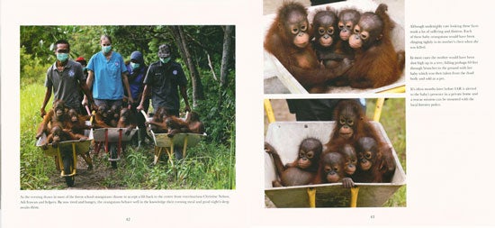 Orangutan Rescue: Saving Borneo's Orangutans | Sean Whyte, Alan Knight