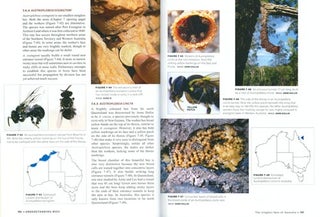 The Australian native bee book: keeping stingless bee hives for pets, pollination and sugarbag honey.
