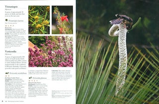Birdscaping Australian gardens: using native plants to attract birds to your garden.