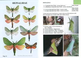 Moths of Victoria: part six, Ghost moths Hepialidae and allies.