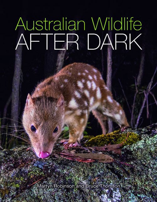 Stock ID 38521 Australian wildlife after dark. Martyn Robinson, Bruce Thomson.
