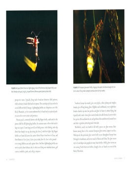 Silent sparks: the wondrous world of fireflies.