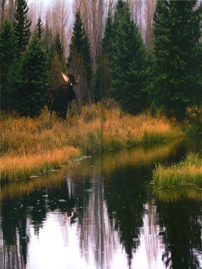 A chorus of cranes: the cranes of North America and the world.
