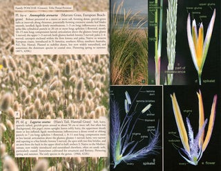 Name those grasses: identifying grasses, sedges and rushes.