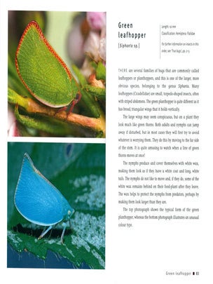 Backyard insects.