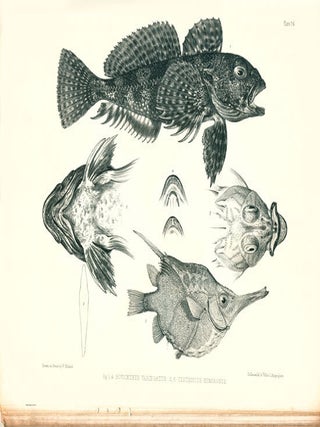 Ichthyology of the voyage of H.M.S. Erebus and Terror, under the command of Captain Sir James Clark Ross.