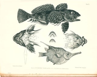 Ichthyology of the voyage of H.M.S. Erebus and Terror, under the command of Captain Sir James Clark Ross.