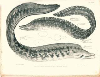Ichthyology of the voyage of H.M.S. Erebus and Terror, under the command of Captain Sir James Clark Ross.