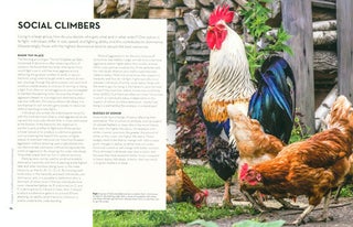 Bird brain: an exploration of avian intelligence.