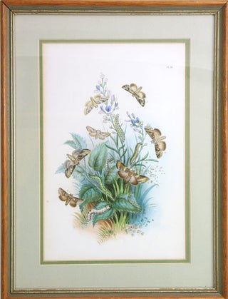 Stock ID 38797 Handcoloured lithograph of British moths. H. Noel Humphreys