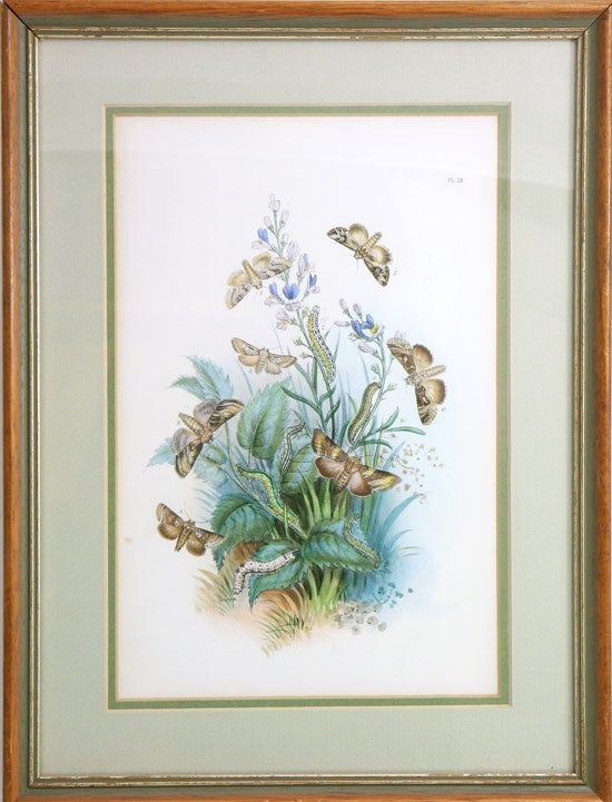 Stock ID 38797 Handcoloured lithograph of British moths. H. Noel Humphreys.