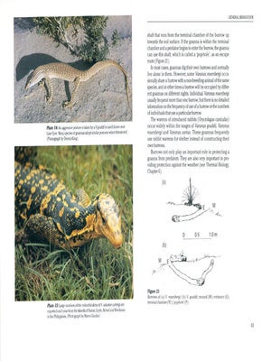 Goannas: the biology of varanid lizards.