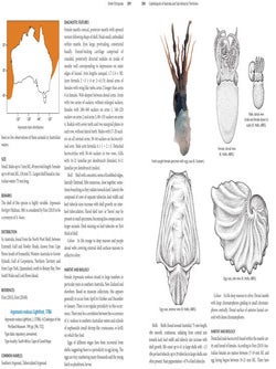 Cephalopods of Australia and Sub-Antarctic territories.