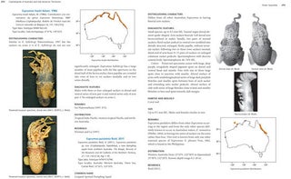 Cephalopods of Australia and Sub-Antarctic territories.