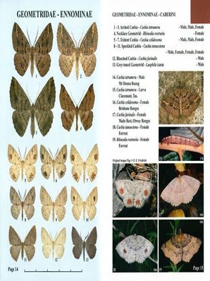 Moths of Victoria: part seven, Bark moths and allies, Geometridae (D).
