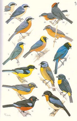 The birds of South America, volume one: The Oscine Passerines: Jays, and swallows, wrens, thrushes, and allies, vireos and wood-warblers, tanagers, icterids and finches.