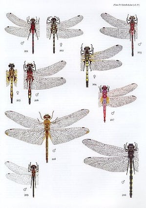 The dragonflies of Europe.