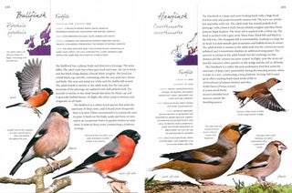 Collins life-size birds: the only guide to show British birds at their actual size.