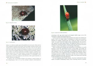 A natural history of ladybird beetles.
