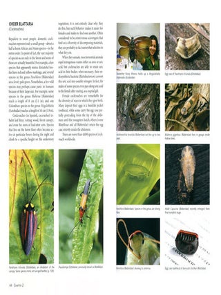 Insects and other arthropods of tropical America.
