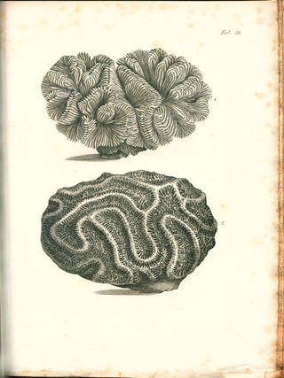 Exposition methodique des genres de l'ordre des Polypiers ...