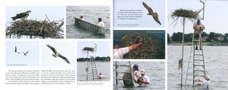 Inside an Osprey's nest: a photographic journey through nesting season.