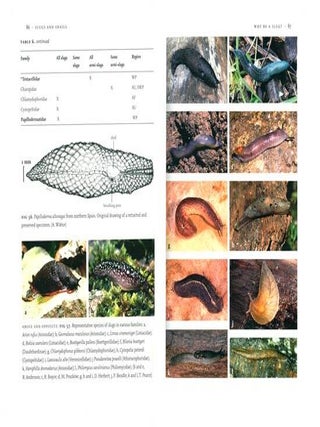 Slugs and snails.