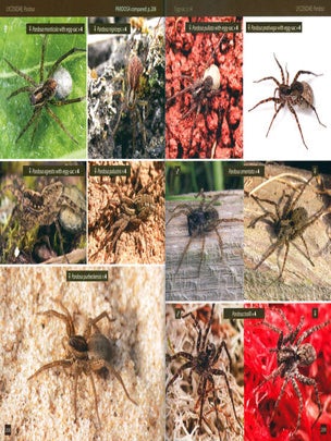 Britain's spiders: a field guide.
