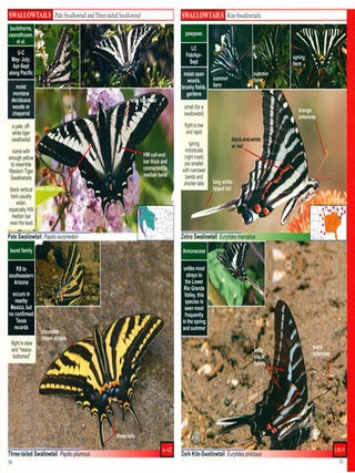 A swift guide to butterflies of North America.
