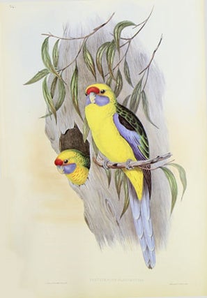 The birds of Australia [volume five, the parrot and pigeon volume].