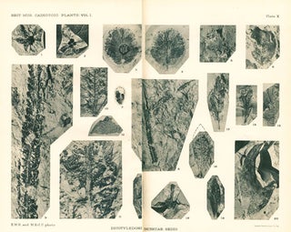 Catalogue of the Caenozoic plants in the Department of Geology British Museum (Natural history), volume one: the Bembridge flora [all published].