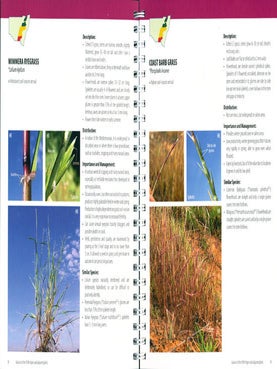 Grasses of the New South Wales slopes and adjacent plains.