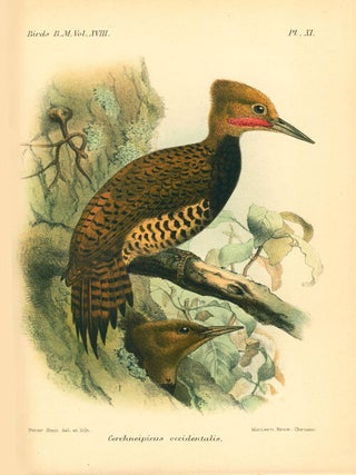 Catalogue of the Picariea in the Collection of the British Museum. Scansores, containing the family Picidae.