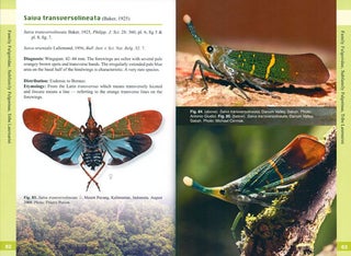 A guide to Lanternflies of Borneo.