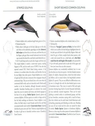 Whale watching in Australia and New Zealand waters.