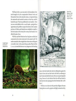 Wild boar.