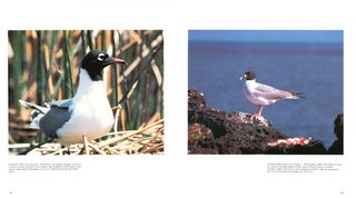 Birds of the world: Seabirds.