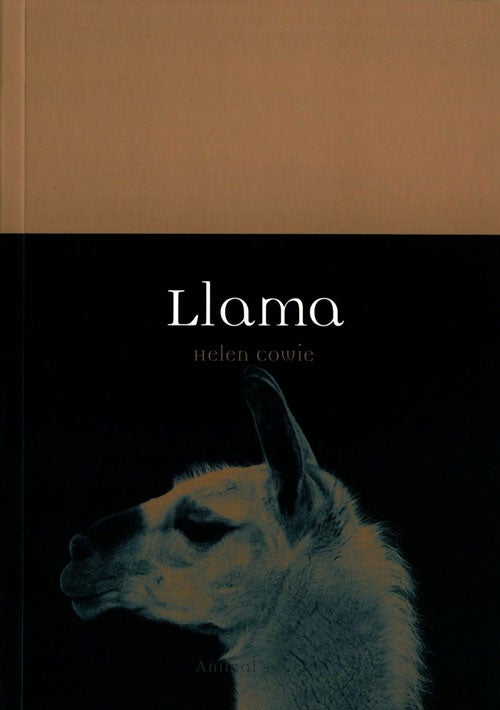 Stock ID 39860 Llama. Helen Cowie.