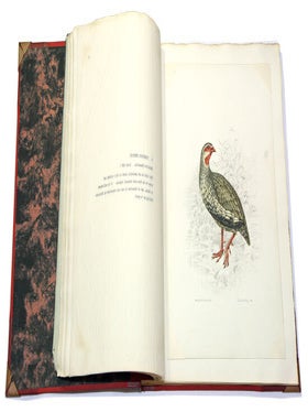 South African gamebirds and shrikes.