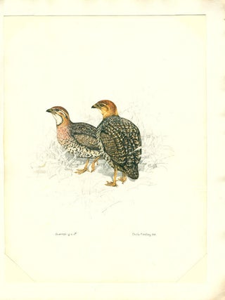 South African gamebirds and shrikes.