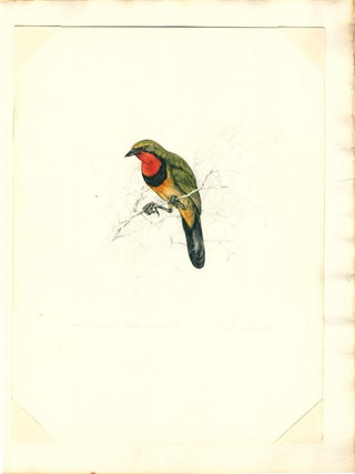 South African gamebirds and shrikes.