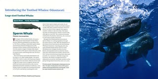 Encyclopedia of whales, dolphins and porpoises.