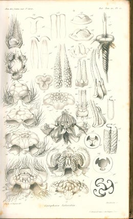 Flower inflorescence [a collection of 14 papers].