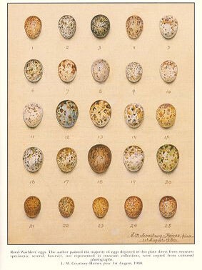 A cabinet of Reed-warblers: a monograph dealing with the Acrocephaline warblers of the world, and embracing all known species and sub-species.