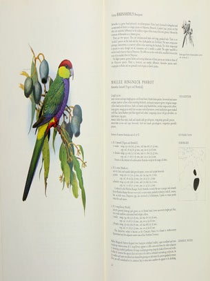 Parrots of the world.