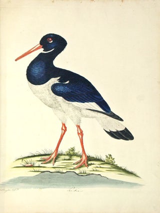 A natural history of British birds.