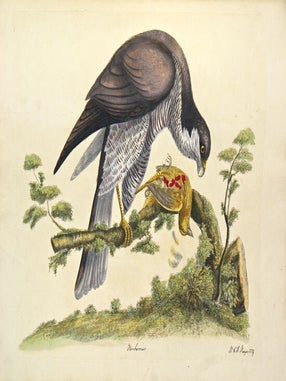 A natural history of British birds.
