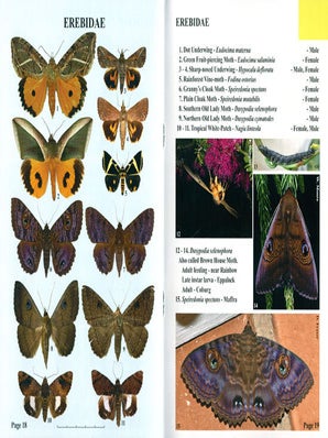 Moths of Victoria: part eight, Night moths and allies Noctuoidea (B).