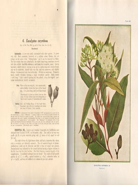 A research on the eucalypts especially in regard to their essential oils.