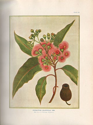 A research on the eucalypts especially in regard to their essential oils.